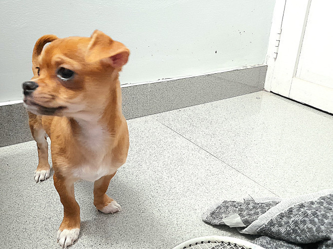 Chihuahua Puppies
